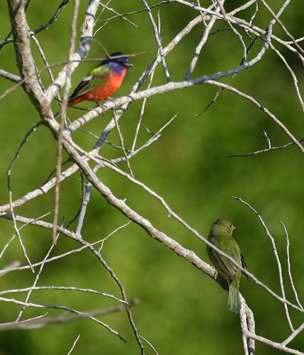 [Painted Buntings]