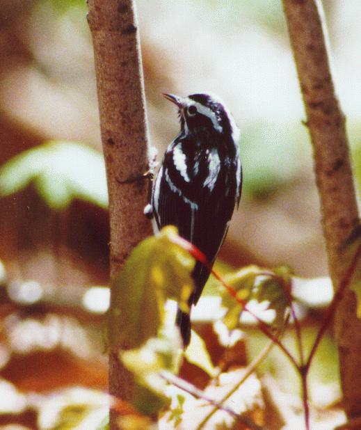 [Black-and-white Warbler]