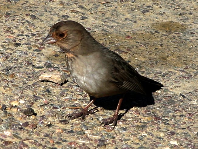 [California Towhee]