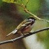 [Chestnut-sided Warbler]