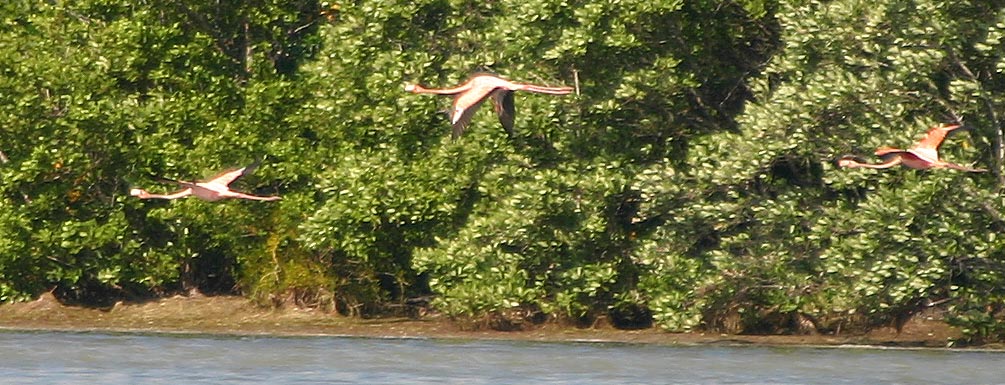 [Greater Flamingos in Flight]