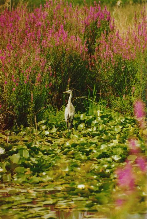 [Great Blue Heron]