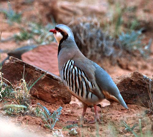 [Chukar]