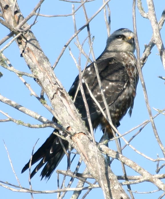 [Mississippi Kite]