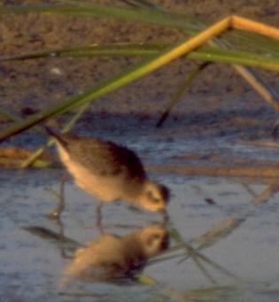 [American Golden-Plover]