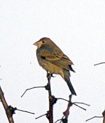 [Blue Grosbeak]