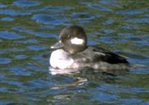 [Bufflehead]