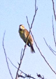 [Dickcissel]