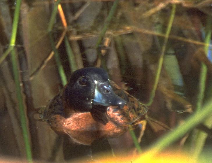 [Masked Duck]