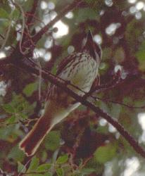 [Sulphur-bellied Flycatcher]