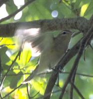 [Warbling Vireo]