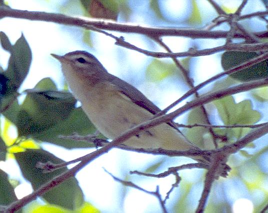 [Warbling Vireo]