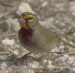 [Yellow-faced Grassquit]