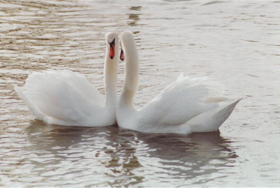 [Mute Swans]