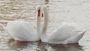 [Mute Swans]