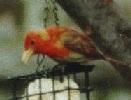 [Summer Tanager]