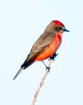 [Vermilion Flycatcher]