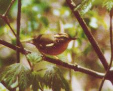 [Worm-eating Warbler]