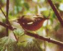 [Worm-eating Warbler]