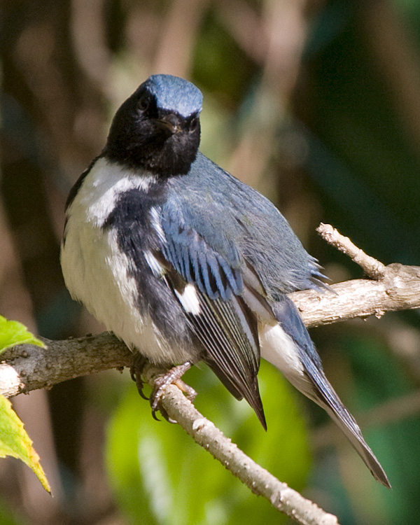 [Black-throated Blue Warbler]