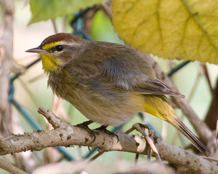 [Palm Warbler]