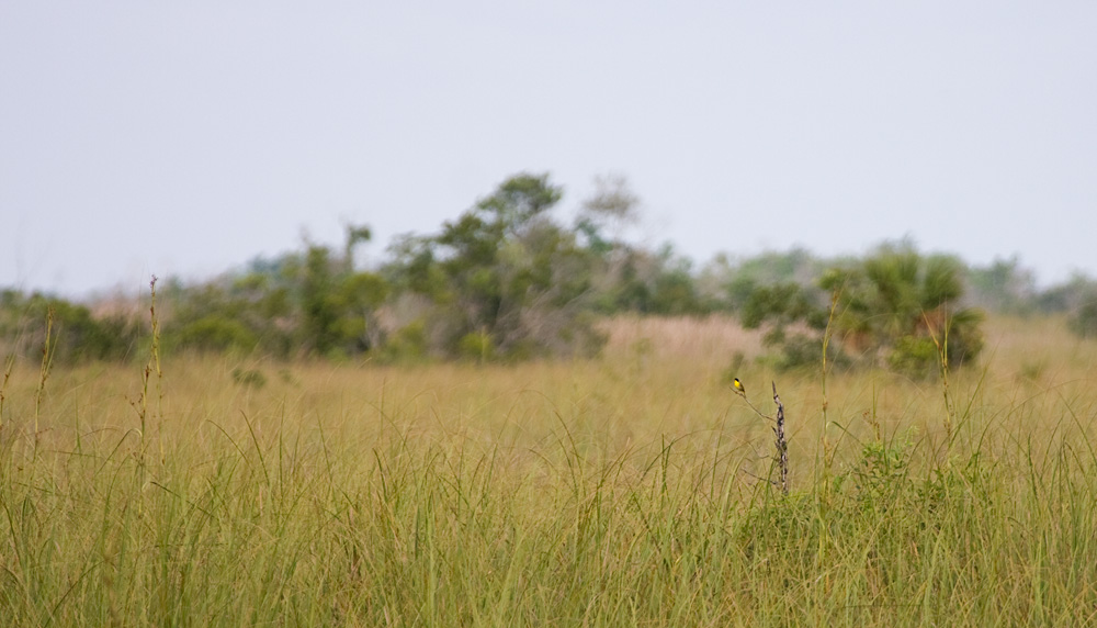 [Common Yellowthroat]