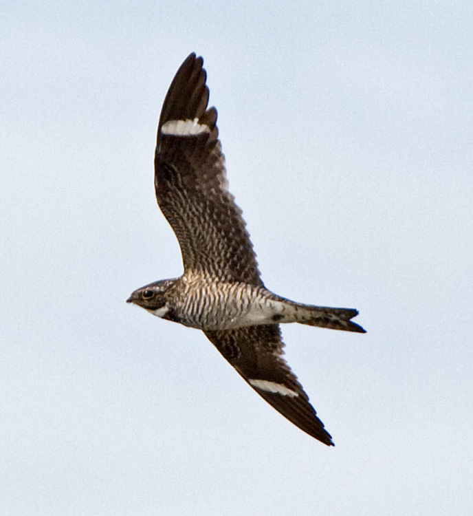 [Common Nighthawk]