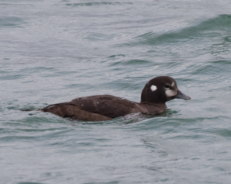 [Harlequin Duck]