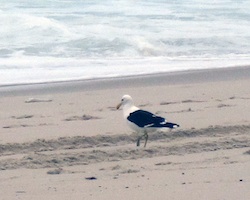 Kelp Gull