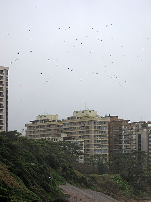 [Buildings and Frigatebirds]