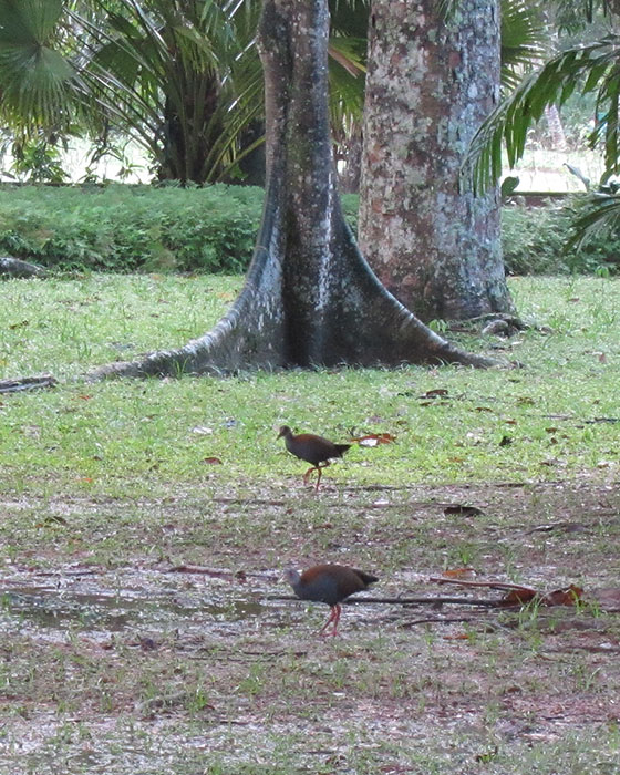 [Slaty-breasted Wood-Rails]