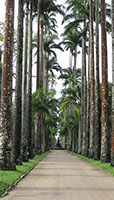 Palm Promenade