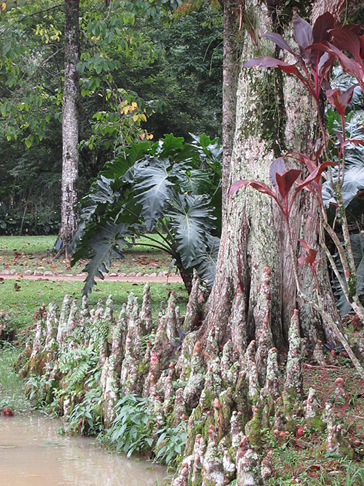 [Cypress Knees]