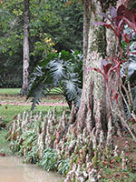 Cypress Knees