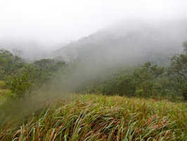 Foggy Clearing