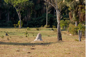 Termites and Palms