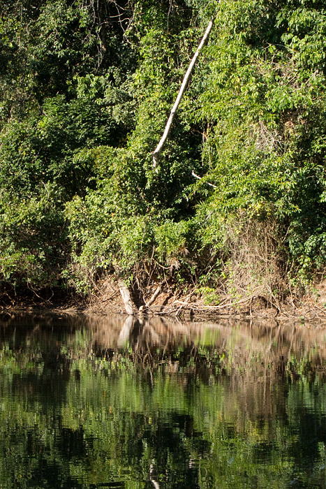 [Green Trees, Green Water]