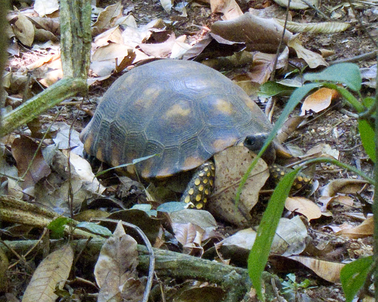[Yellow-footed Tortoise]