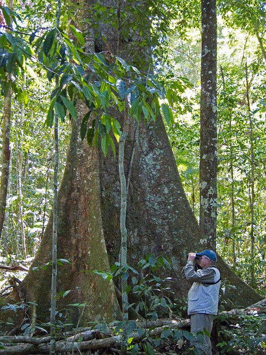 [Big Tree]