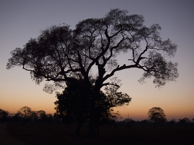 [Morning at Pantanal Wildlife Center]