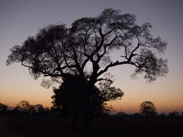 Morning at Pantanal Wildlife Center I