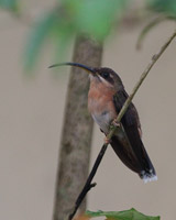 Rufous-breasted Hermit