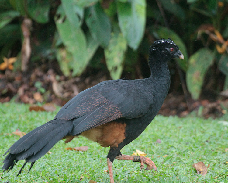 [Red-billed Curassow]