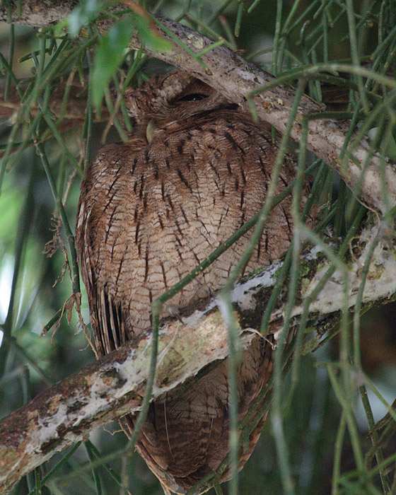 [Tropical Screech-Owl]