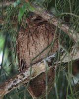 Tropical Screech-Owl