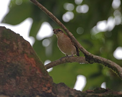 Wing-banded Hornero