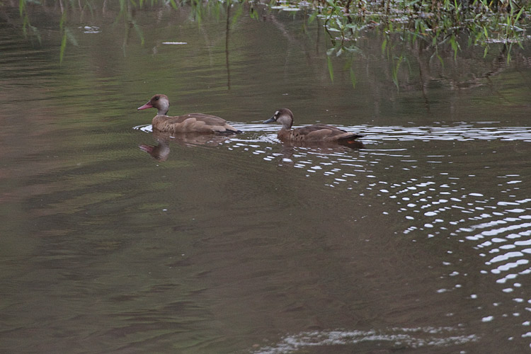 [Brazilian Teal]