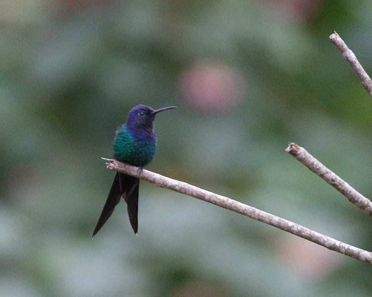 [Swallow-tailed Hummingbird]