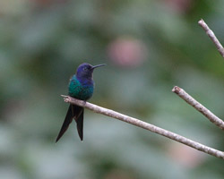 Swallow-tailed Hummingbird