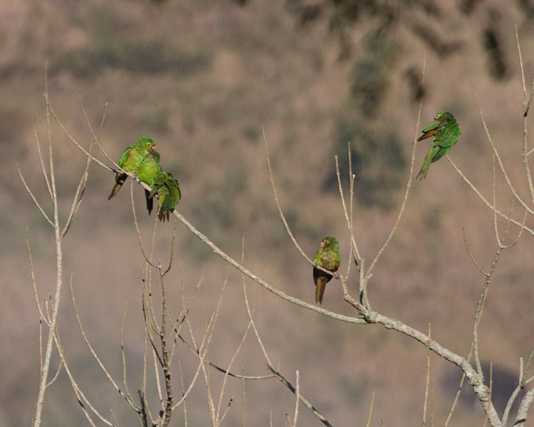 [White-eyed Parakeets]